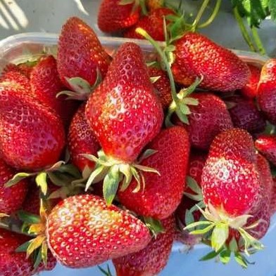 Земклуника Дар